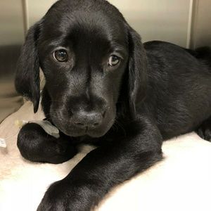 Meet your Posher, Dee